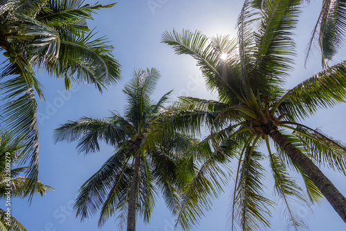 Coconut palm tree with blue sky