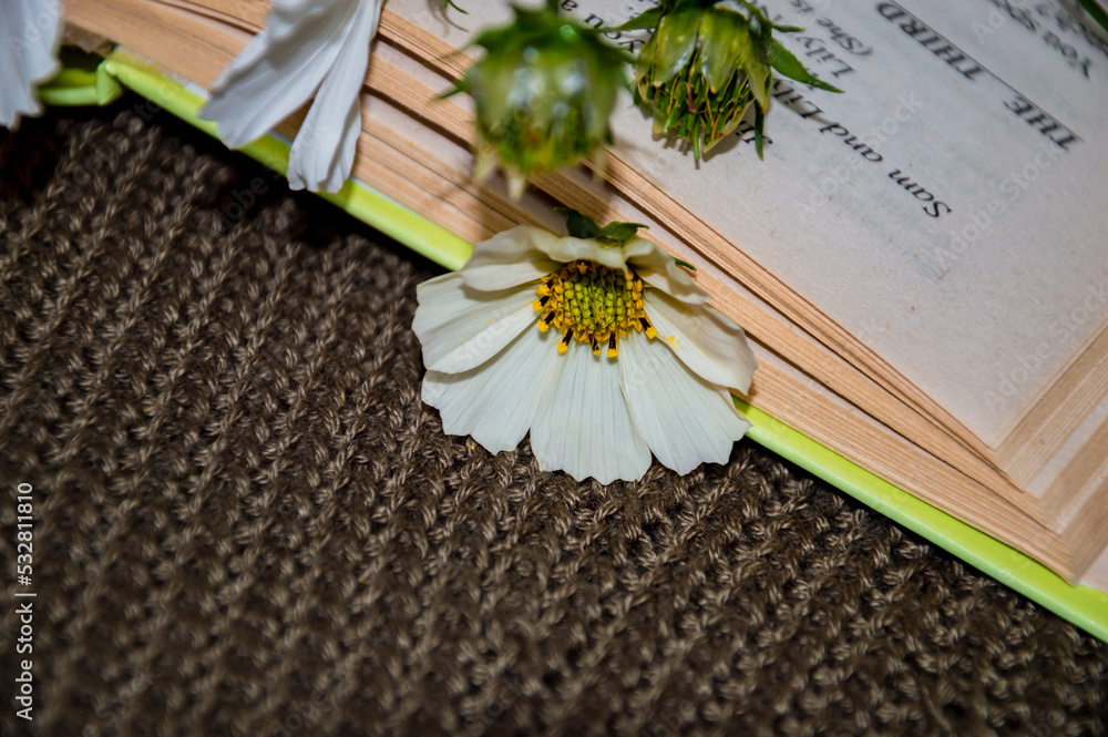 White flowers. Kosmeya. Book, knitted background. White flowers. Kosmeya. Book, knitted background.