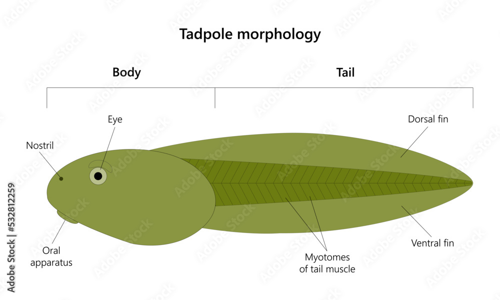 Tadpole is the larval stage in the life cycle of an amphibian. Vector Illustration. - obrazy, fototapety, plakaty 