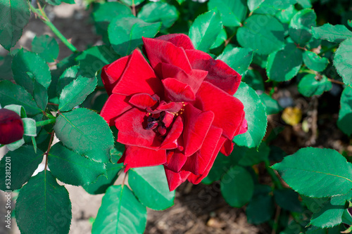 Beautiful red rose in a garden flower