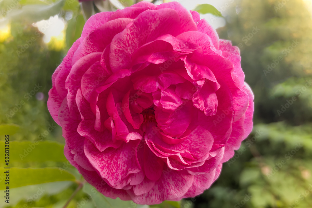 Fototapeta premium a beautiful rosebud on a summer background