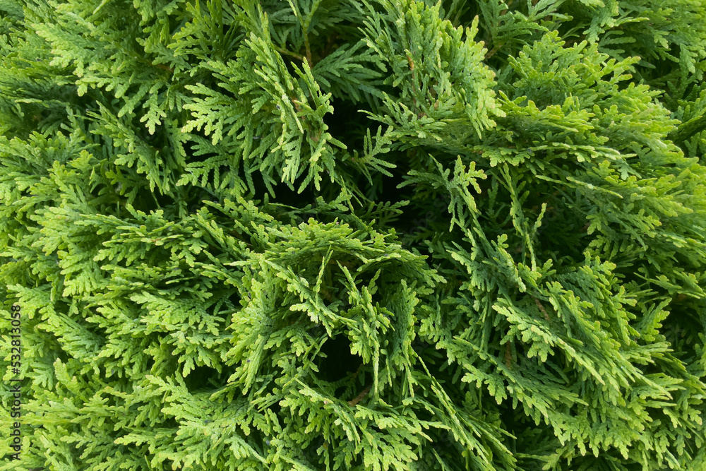 natural background, green thuja texture natural background, green thuja texture