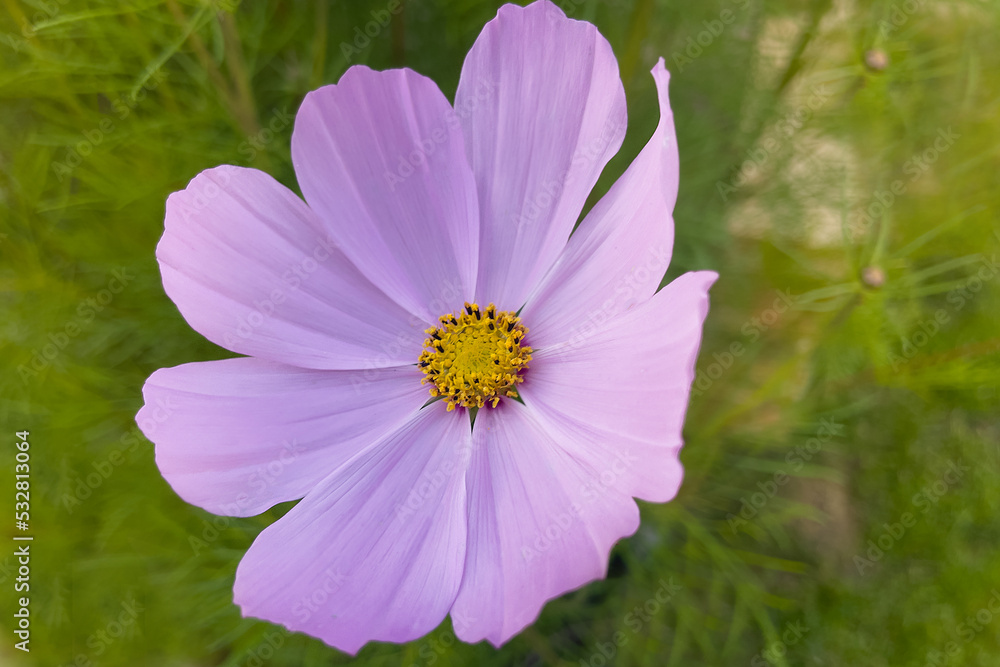 Fototapeta premium the flower bud is beautiful, on a summer background