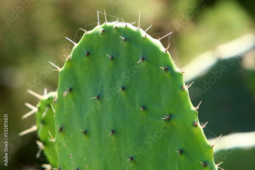 A large and prickly cactus grows in a city park.