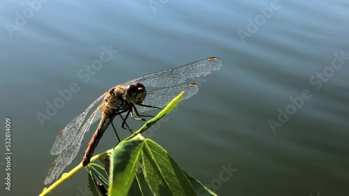 Dragonfly on a tree branch close-up. Man holding a dragonfly on a branch close-up. Dragonfly close-up.
