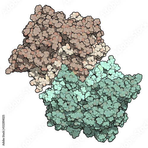 Myeloperoxidase enzyme. Lysosomal protein, present in neutrophil granulocytes, that produces hypochlorous acid. 3D Illustration. photo