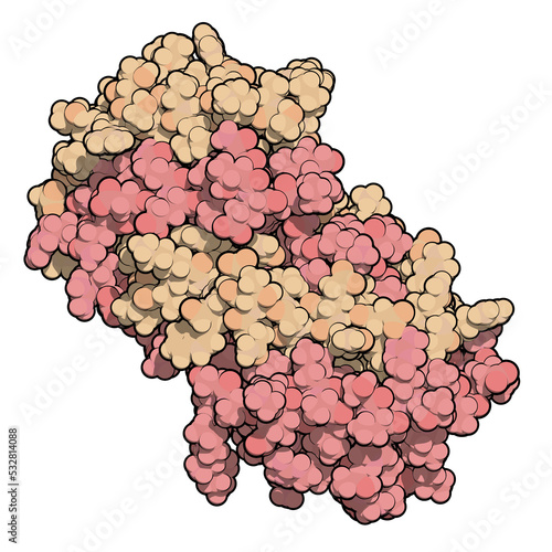 Interleukin 5 (IL-5) cytokine protein. A monoclonal antibody against IL-5, mepolizumab, is used in the treatment of asthma. 3D illustration.