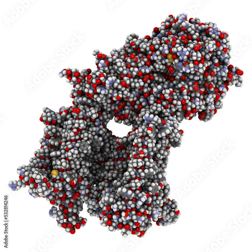 Gamma secretase protein complex. Multi-subunit intramembrane protease that plays role in processing of proteins such as amyloid precursor protein and notch. 3D illustration. photo