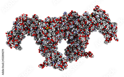 Colony-stimulating factor 1 (CSF-1) in complex with its receptor, hCSF-1R. 3D illustration.
