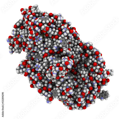 Amylase (human pancreatic alpha-amylase) Protein. Digestive enzyme, responsible for the hydrolysis of starch into sugars. 3D illustration.