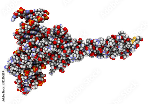 c-Myc and Max transcription factors bound to DNA. 3D illustration.