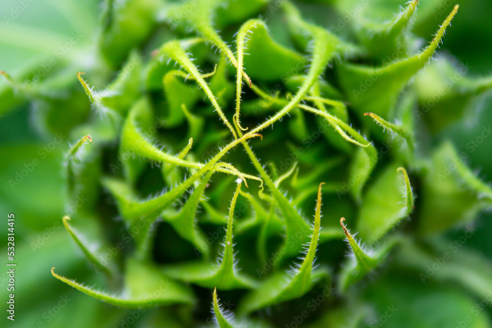 Closeup of unripe sunflower head. Not opened sunflower. Fractal pattern background wallpaper. Closeup of unripe sunflower head. Not opened sunflower. Fractal pattern background wallpaper.