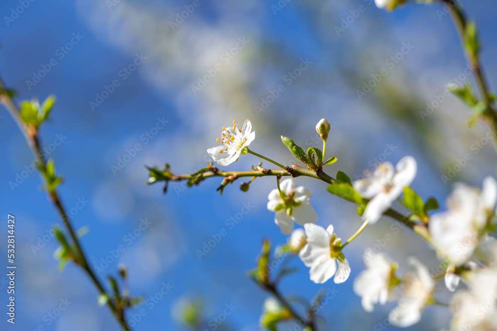 White flowers bloom in the trees. Spring landscape with blooming sakura tree. Beautiful blooming garden on a sunny day. Copy space for text. White flowers bloom in the trees. Spring landscape with blooming sakura tree. Beautiful blooming garden on a sunny day. Copy space for text.