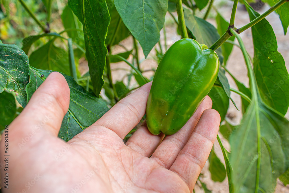 hand holding green pepper hand holding green pepper