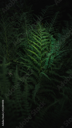 Tropical fern leaves in dark green background. Amazing close up and moody scenery. © Tadeas