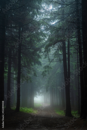 Gloomy and dark forest during a foggy morning with the best mystic atmosphere in the east of Bohemia.