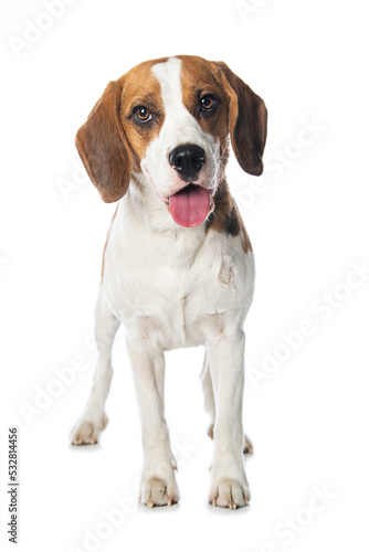 Beagle dog isolated on white background