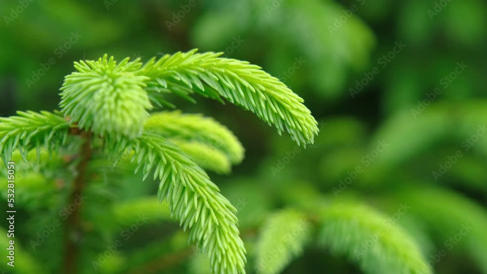 Tree branches close-up. Young spruce branches. Young pine branches. Spring young pine branches. Tree branches close-up. Young spruce branches. Young pine branches. Spring young pine branches.