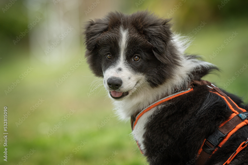 Fototapeta premium Elo puppy sitiing in nature background
