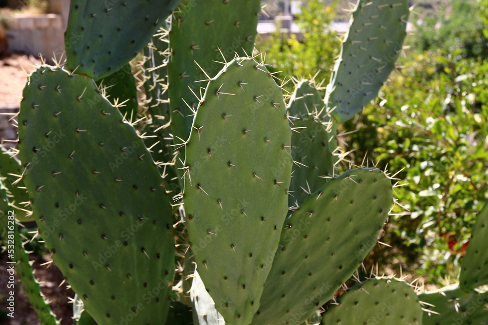 A large and prickly cactus grows in a city park. A large and prickly cactus grows in a city park.