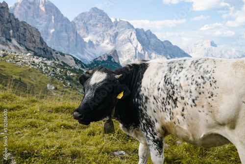 Cow in Dolomites mountains