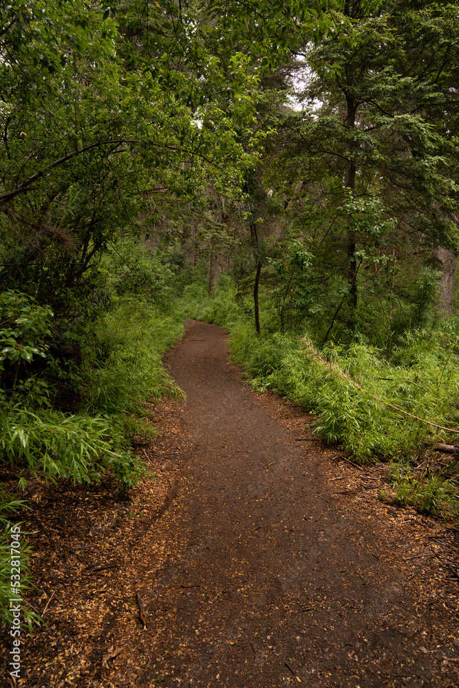 Hiking in the woods. View of the dirt path across the green forest. Hiking in the woods. View of the dirt path across the green forest.