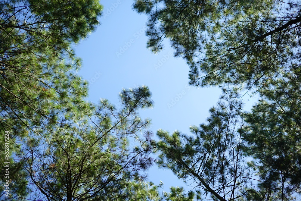 trees and sky trees and sky