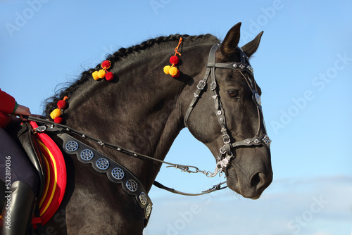 Black andalusian horse portrait on blue sky background