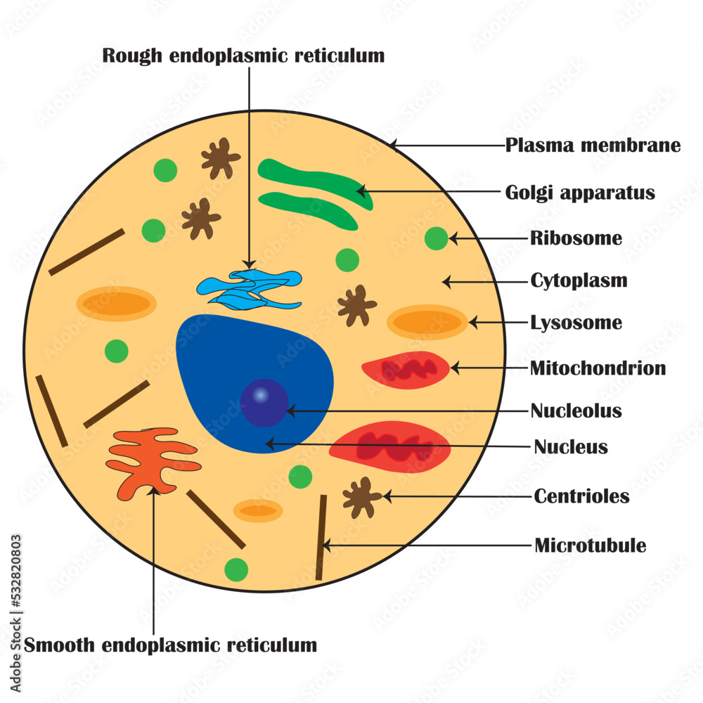 Vetor de Colorful drawing of an animal cell diagram. Vector