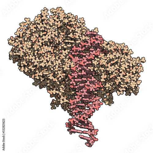 FokI restriction endonuclease enzyme. In TALEN technology, these are combined with transcription activator-like effector nuclease to enable genome editing. photo