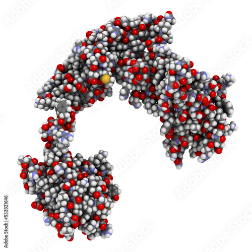 Streptokinase enzyme molecule. Protein from Streptococcus bacteria that is used as a thrombolytic drug. photo