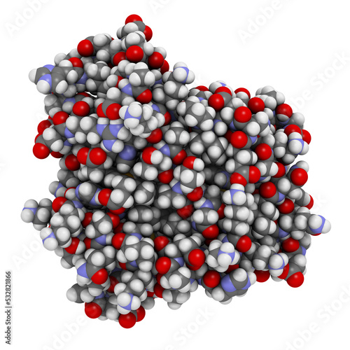 Fotografija Myoglobin muscle protein