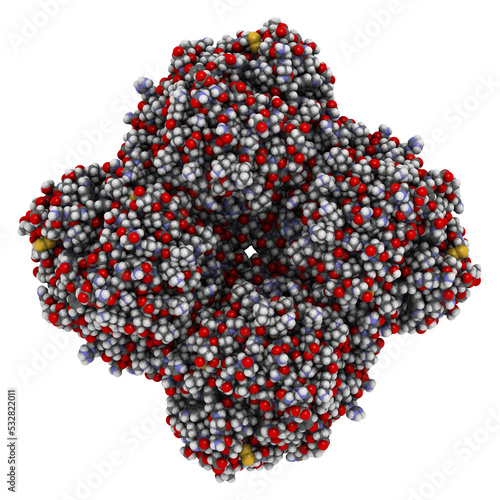 Neuraminidase enzyme. Structure of H5N1 avian influenza neuraminidase.