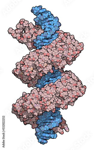 TAL (transcription activator like) effector protein or TALE. DNA binding protein. In TALEN technology, these are combined with nucleases to enable genome editing. photo