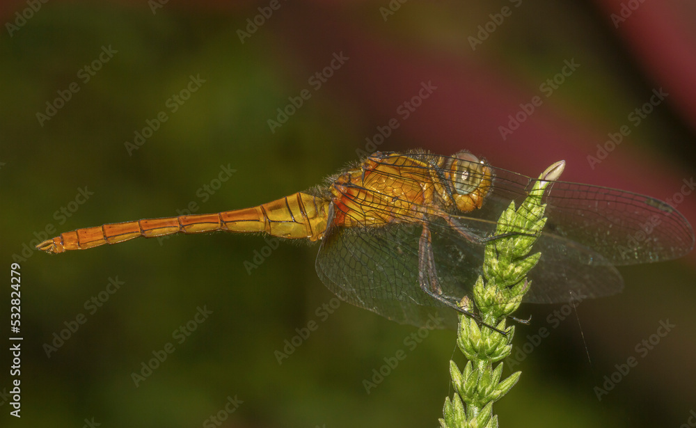 A colourful dragonfly with its wings wide spread perched on a flower of a tree branch; macro view and close up of a Yellow and orange dragonfly with transparent wings from Sri Lanka. A colourful dragonfly with its wings wide spread perched on a flower of a tree branch; macro view and close up of a Yellow and orange dragonfly with transparent wings from Sri Lanka.