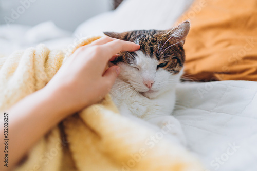 Fototapeta Naklejka Na Ścianę i Meble -  The hostess gently strokes her cat on the fur. The relationship between a cat and a person. Selective focus. House comfort concept, indoor. Cope space. Adopt pets banner