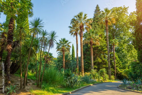 Growing palm trees in a subtropical park with different vegetation.