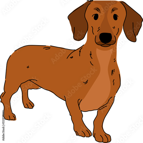 dachshund dog breeds puppy pet