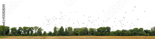 treeline and a swarm of birds