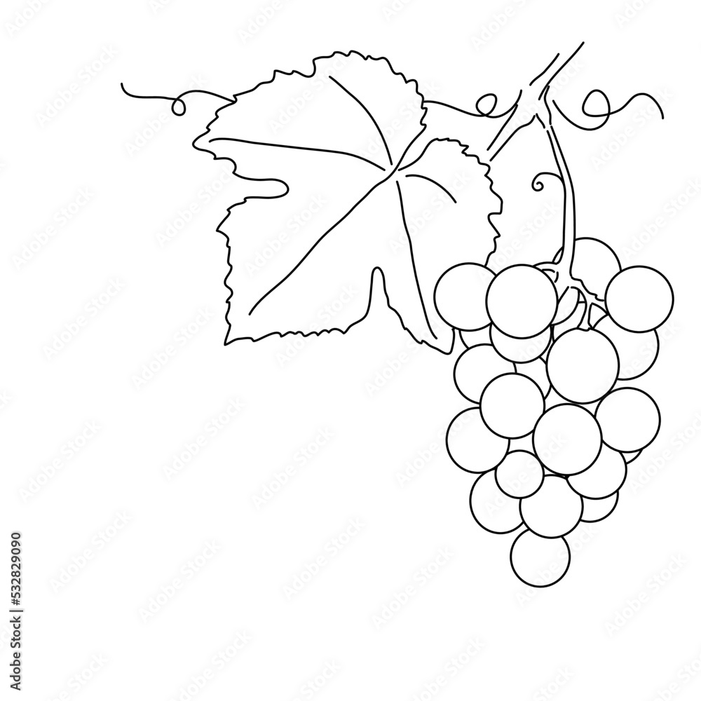 Bunches of grapes. Vine. Vector line drawing on white or transparent
