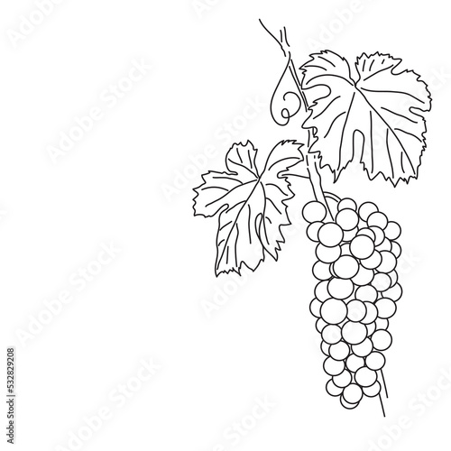 Bunches of grapes. Vine. Vector line drawing on white or transparent background. Grapevine