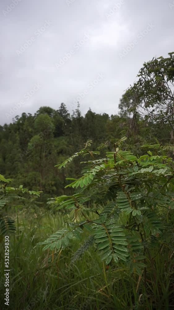 beautiful vertical video portrait beautiful mountain natural scenery hilly nature panorama, with forest of tall green trees and green slopes under cloudy blue sky in daytime beautiful vertical video portrait beautiful mountain natural scenery hilly nature panorama, with forest of tall green trees and green slopes under cloudy blue sky in daytime