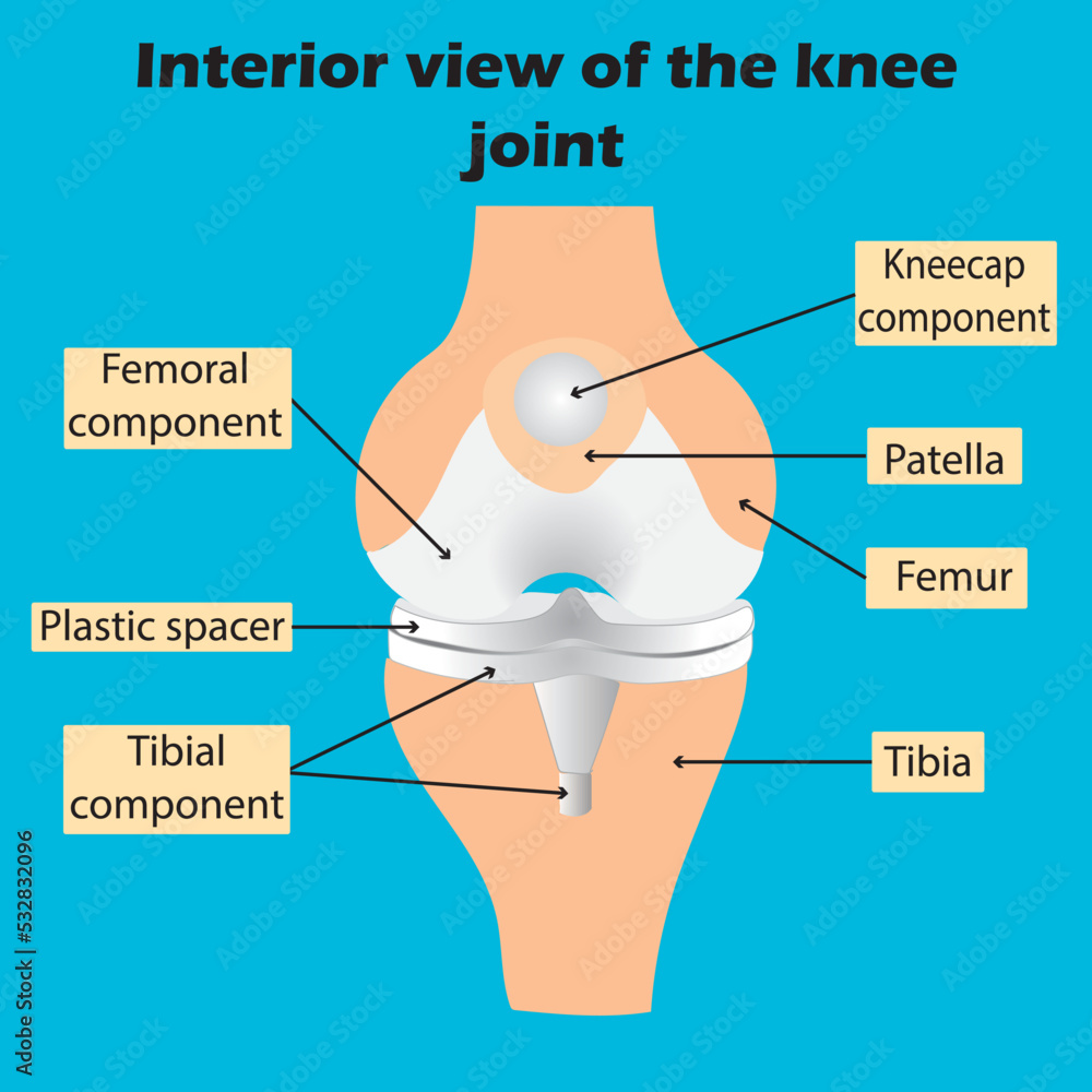 The knee joint consists of two joints a joint between the thigh bone