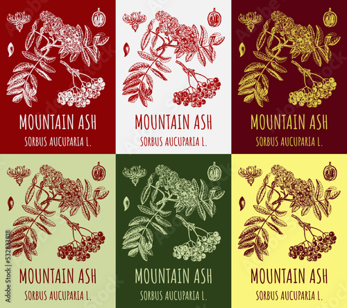 Set of vector drawings of MOUNTAIN ASH in different colors. Hand drawn illustration. Latin name SORBUS AUCUPARIA L.
