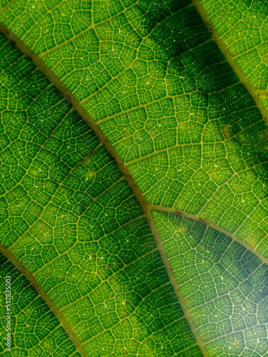 light shining through a green leaf (closeup)