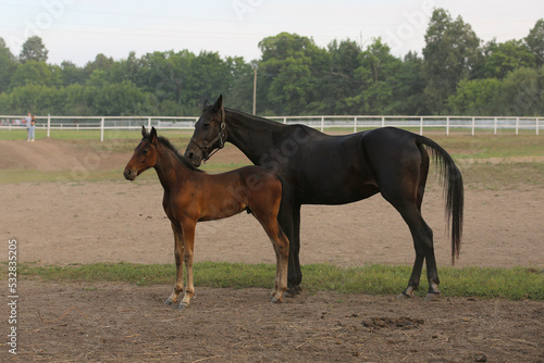 A horse with a foal on a pasture in summer