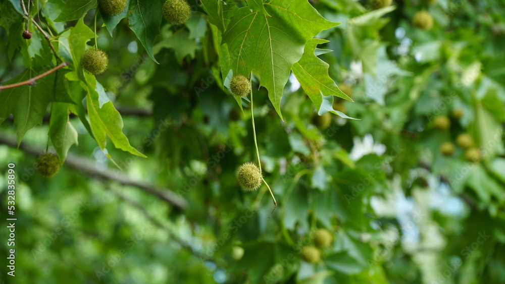 Fototapeta premium Leaves and fruits of Platanus occidentalis, also known as American sycamore. Leaves and fruits of Platanus occidentalis, also known as American sycamore.