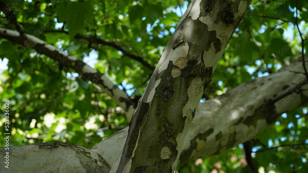 The trunk, bark, leaves and fruits of Platanus occidentalis, also known as the American, London plane tree. Bark of the sycamore tree. Maple. Sycamore. Different colors of the tree trunk. The trunk, bark, leaves and fruits of Platanus occidentalis, also known as the American, London plane tree. Bark of the sycamore tree. Maple. Sycamore. Different colors of the tree trunk.