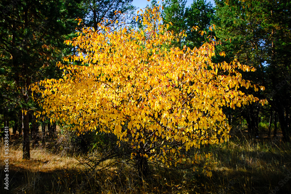 Obraz premium Wild apple tree with bright yellow foliage in autumn against background green pines.