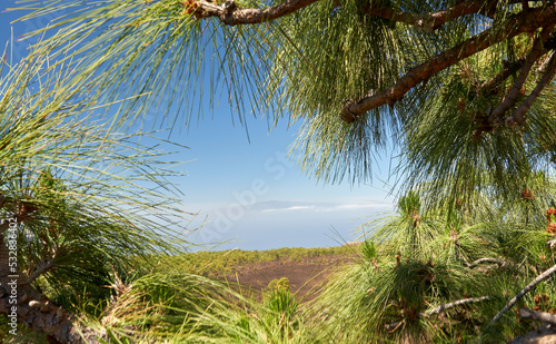 Gomera seen from the firs on Teide mountain